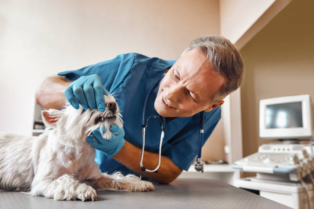 Best Broken or Chipped Tooth Repair in Mullins, SC